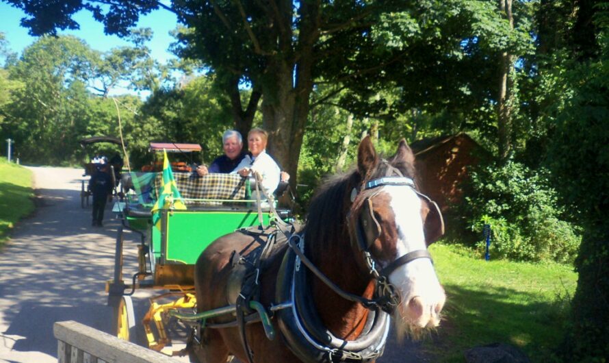 A Jaunt Through Killarney