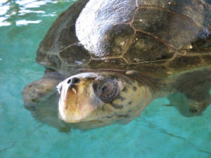 Georgia Sea Turtle Center