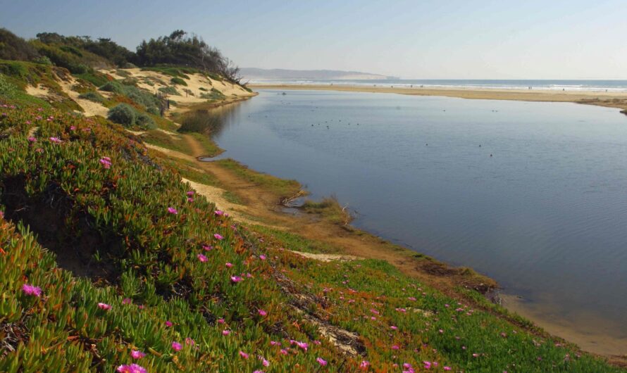 Pismo Beach, CA:  A Real Beach Town