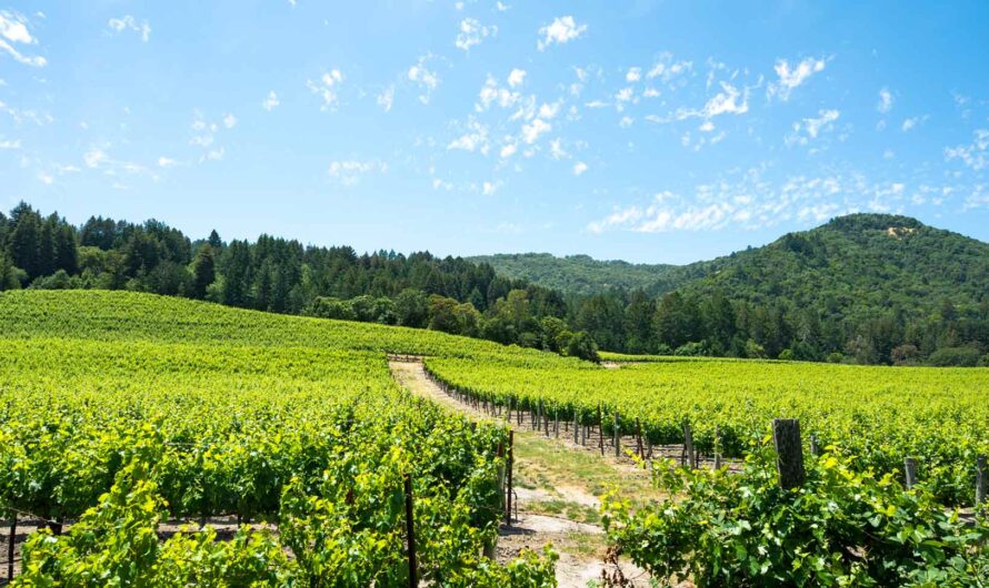 Northern Sonoma County’s Wine Country