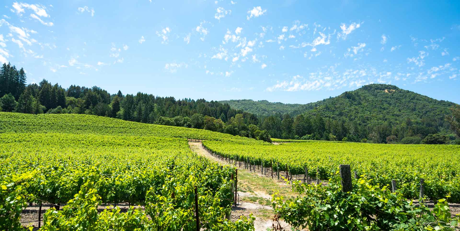 Northern Sonoma County’s Wine Country Senior Travel Tales and Tips