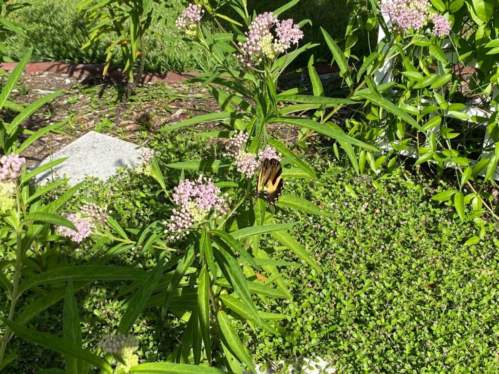 A butterfly in the Butterfly Garden