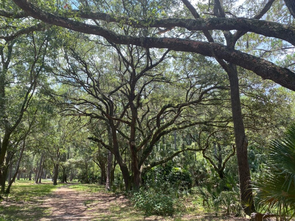 Scenic Trees in John Chestnut, Sr. Park