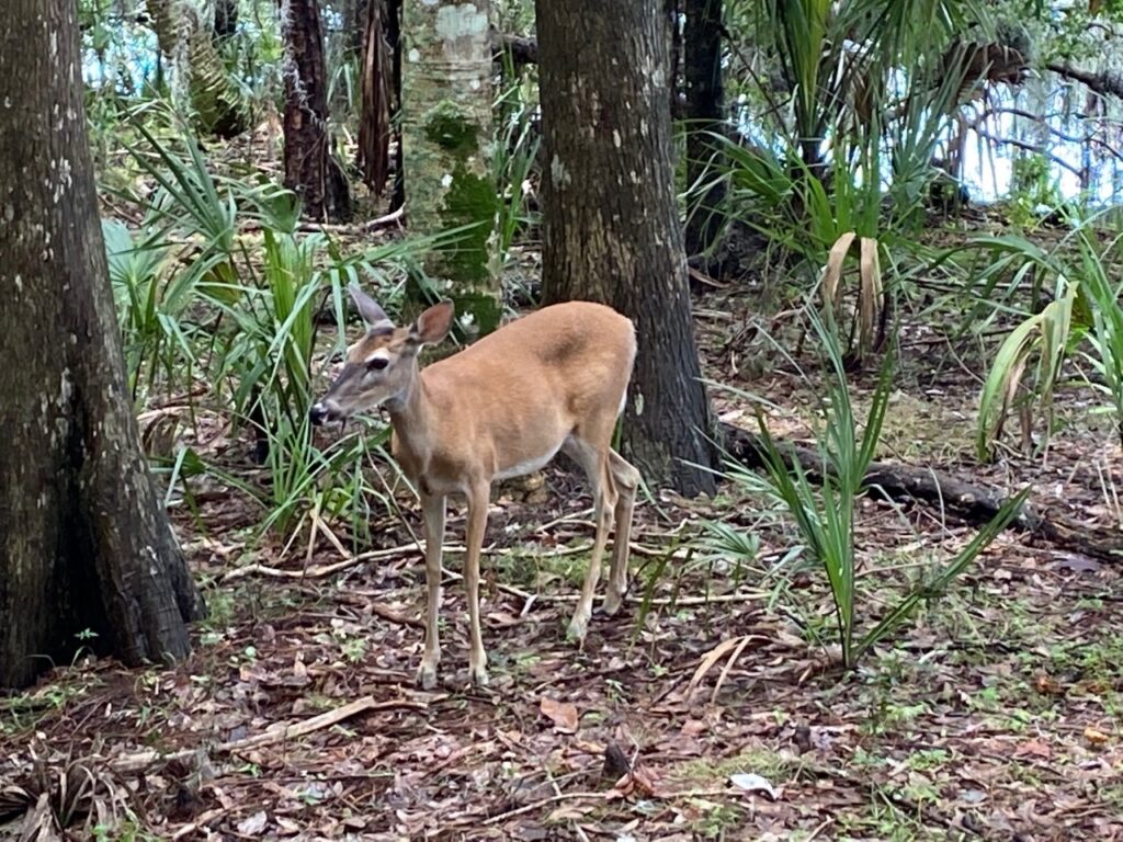 Deer in area off boardwalk