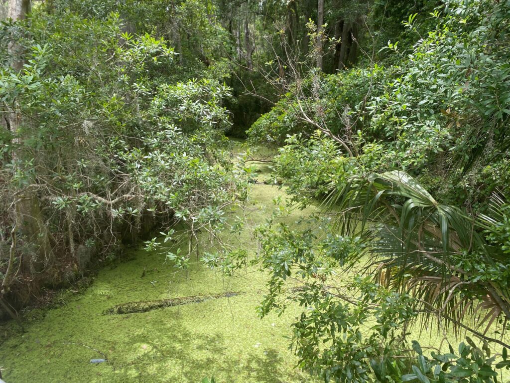 Algae is taking over the creek