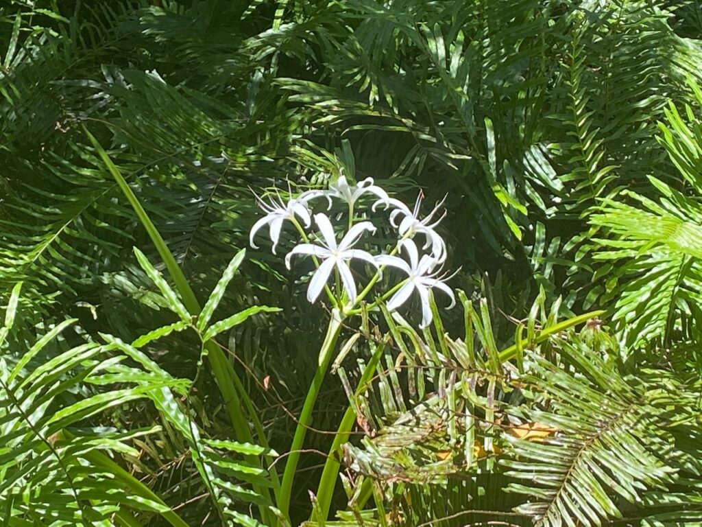 Fragile flowers along the boardwalk