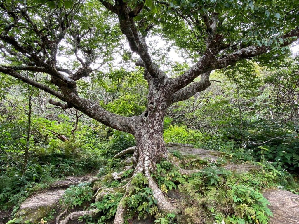 A mystical tree on the Craggy Garden Pinnacle Trail