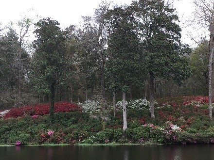 Middleton Place a hillisde of blooming azaleas