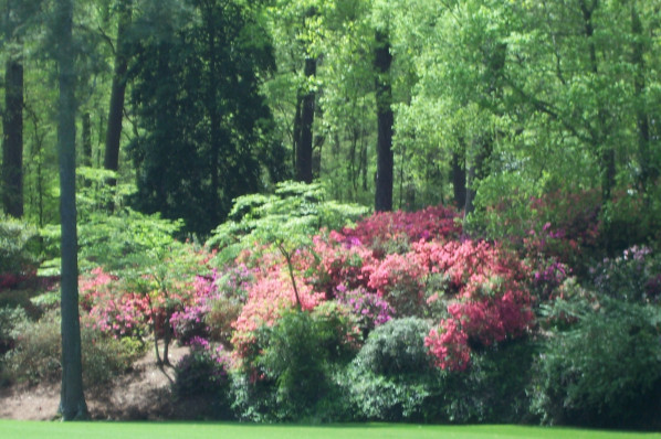 Scenic wood along fairways