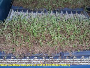 Grass seedlings grown on rooftop