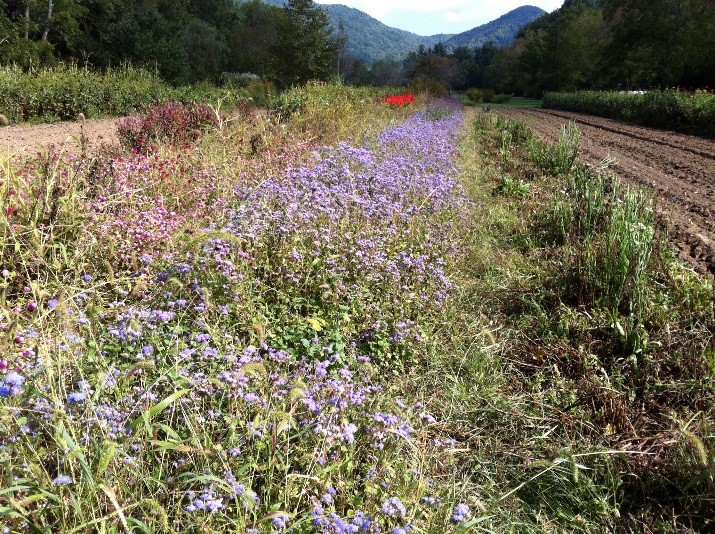 Flying Cloud Farm - flowers