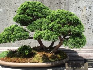 Bonsai tree at Arboretum