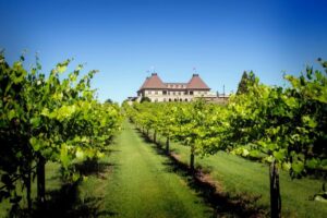 Vineyards at Chateau Elan