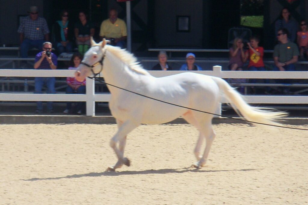 Magnificent horse at Parade of Horses