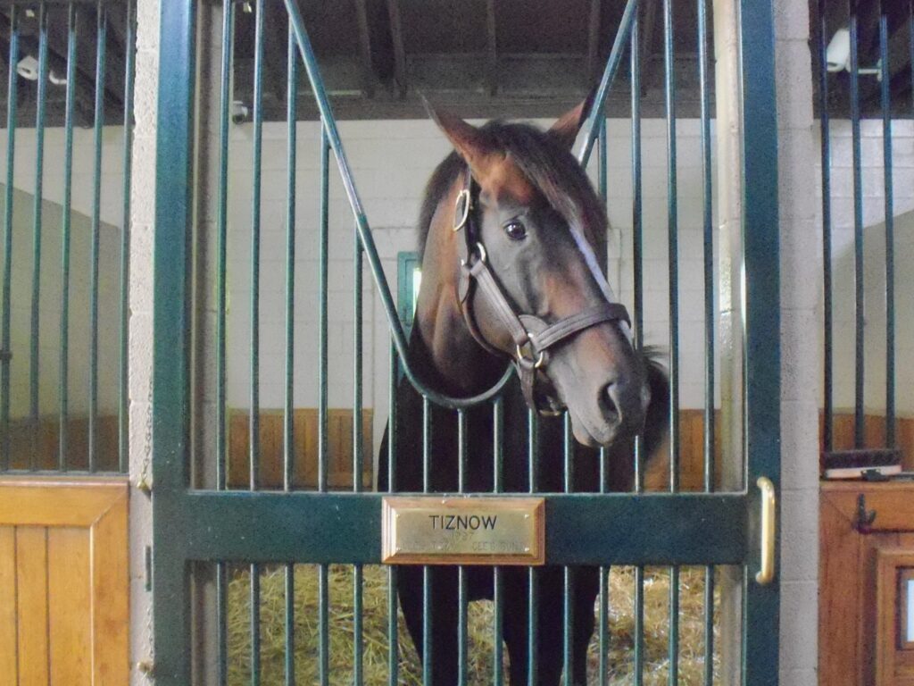 Tiznow - Championship Horse - Winstar Farms