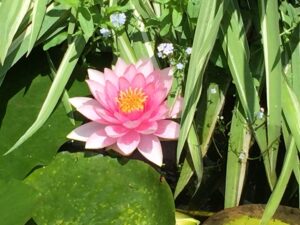 A water lily in full bloom