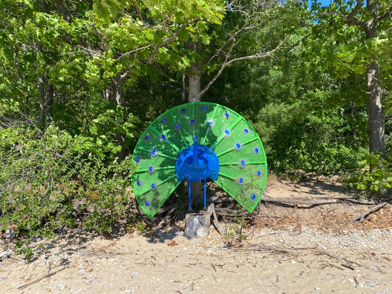 Peacock on the beach (no info)