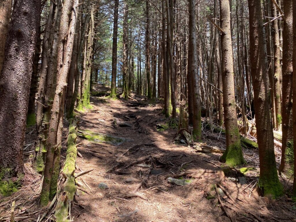 Trail through trees Richland Balsam Summit Trail