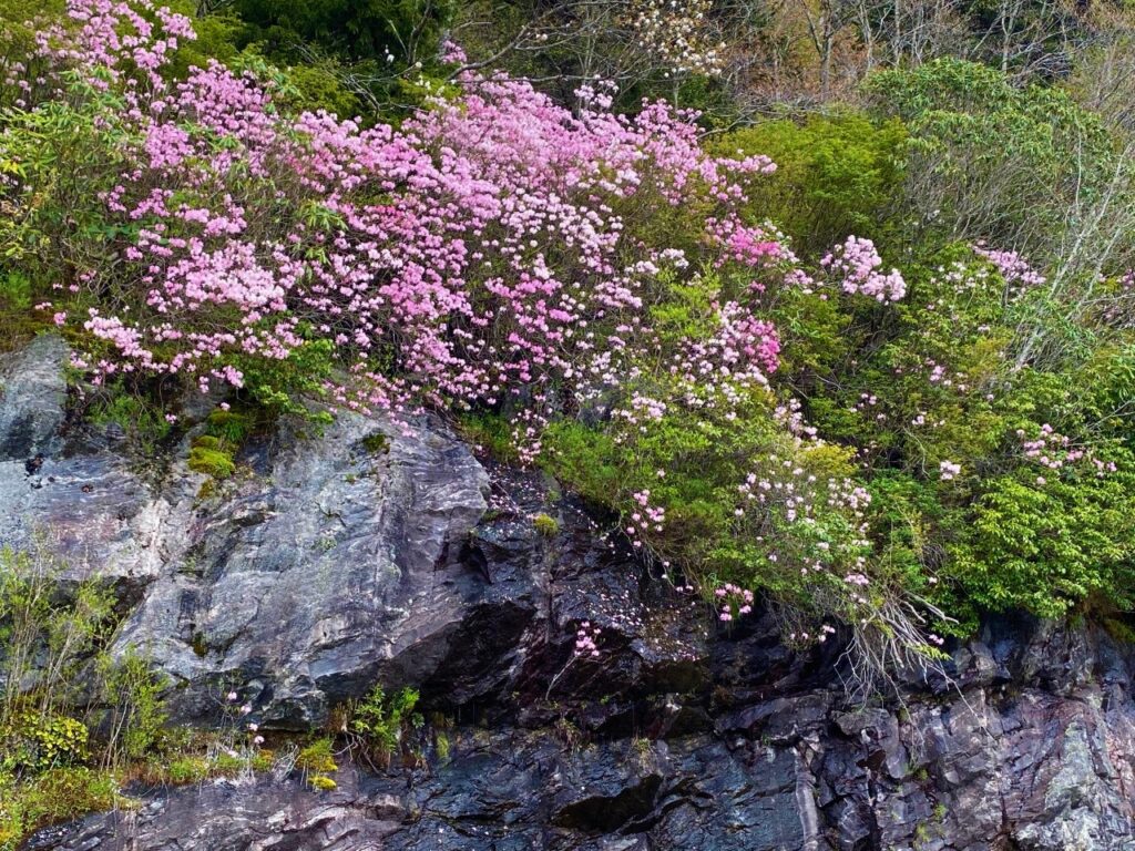 Mountain Azaleas in bloom on the Parkway