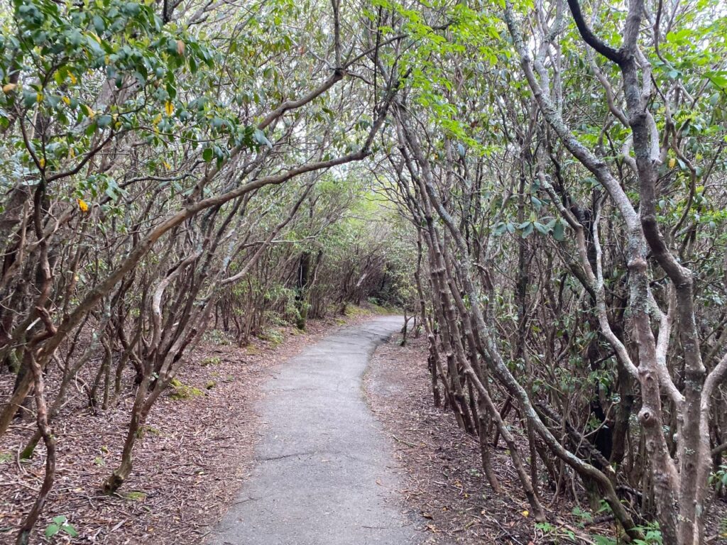 Rhododendrun path at Graveyard Fields to Lower Falls