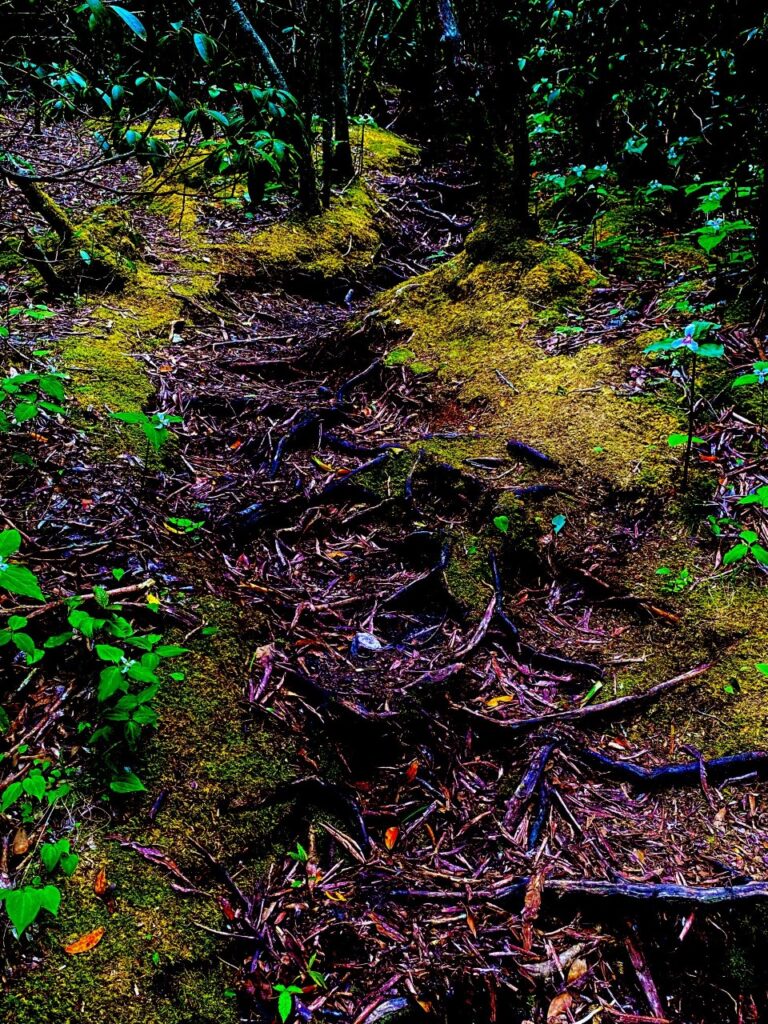 A "River of Roots" along the path at Waterrock Knob