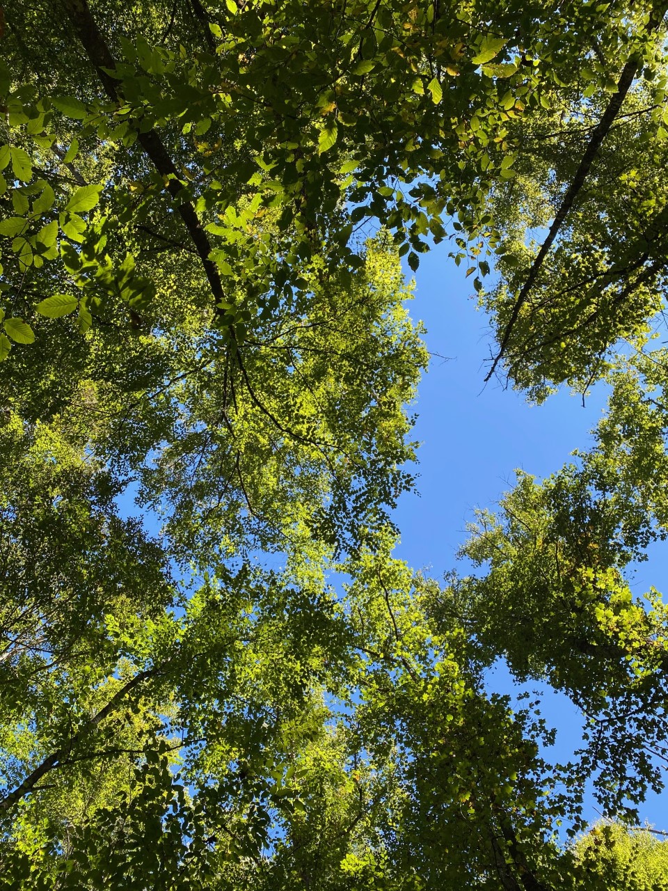 Looking into the trees at Pisgah National Forest