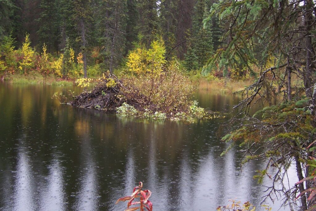 The Beaver Dam in the pond