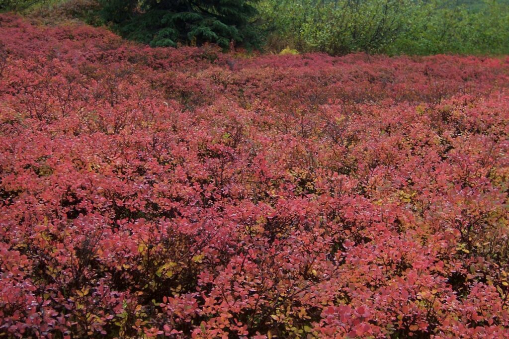 Colorful shrubs on our hike.