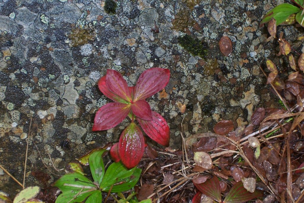 Plants find a way to grow on rocks.