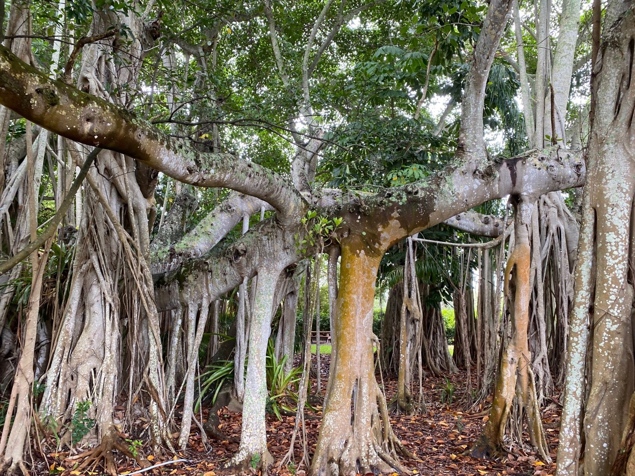 The massive Banyan Tree spreads out by the walkway to the Museum of Art.