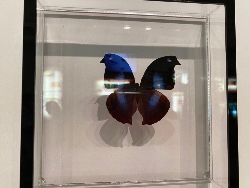A butterfly display with the butterfly wings looking like two birds.