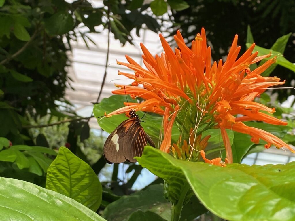 A butterfly with orange stripes enjoying a tasty treat.