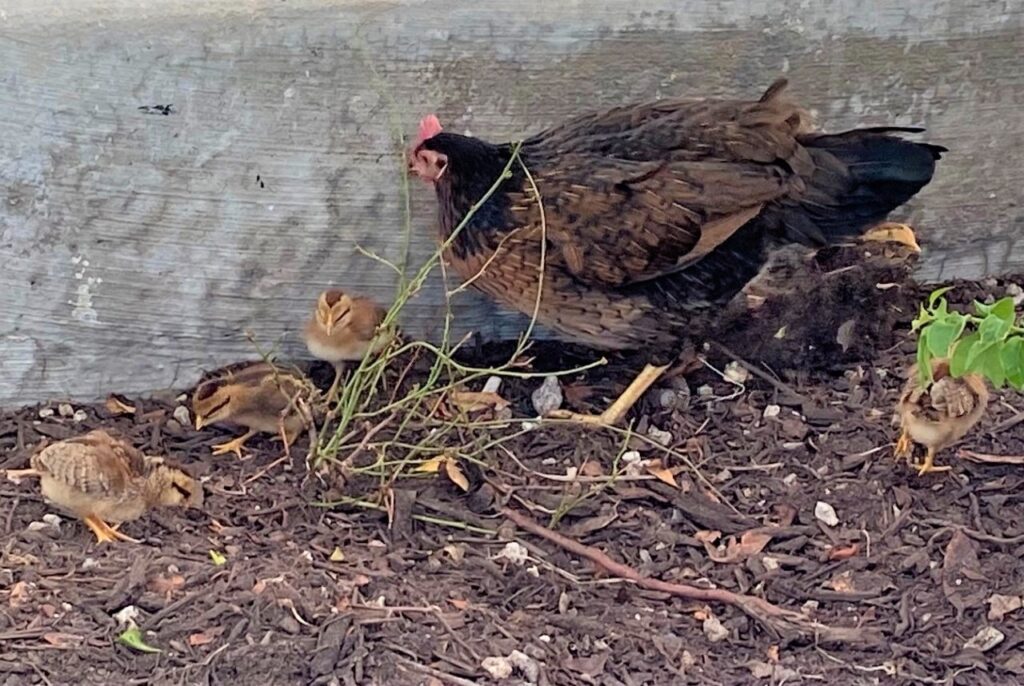 Hen protecting her chicks in Key West.