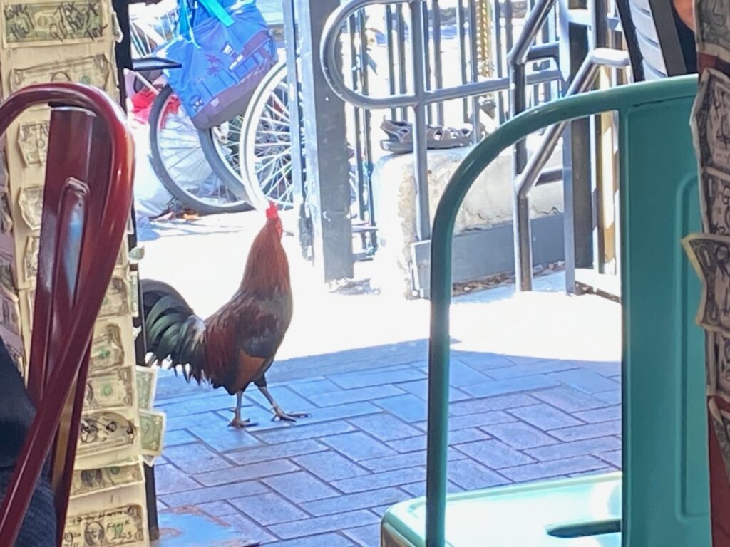 A rooster struts near Salty Frog's Bar & Grill