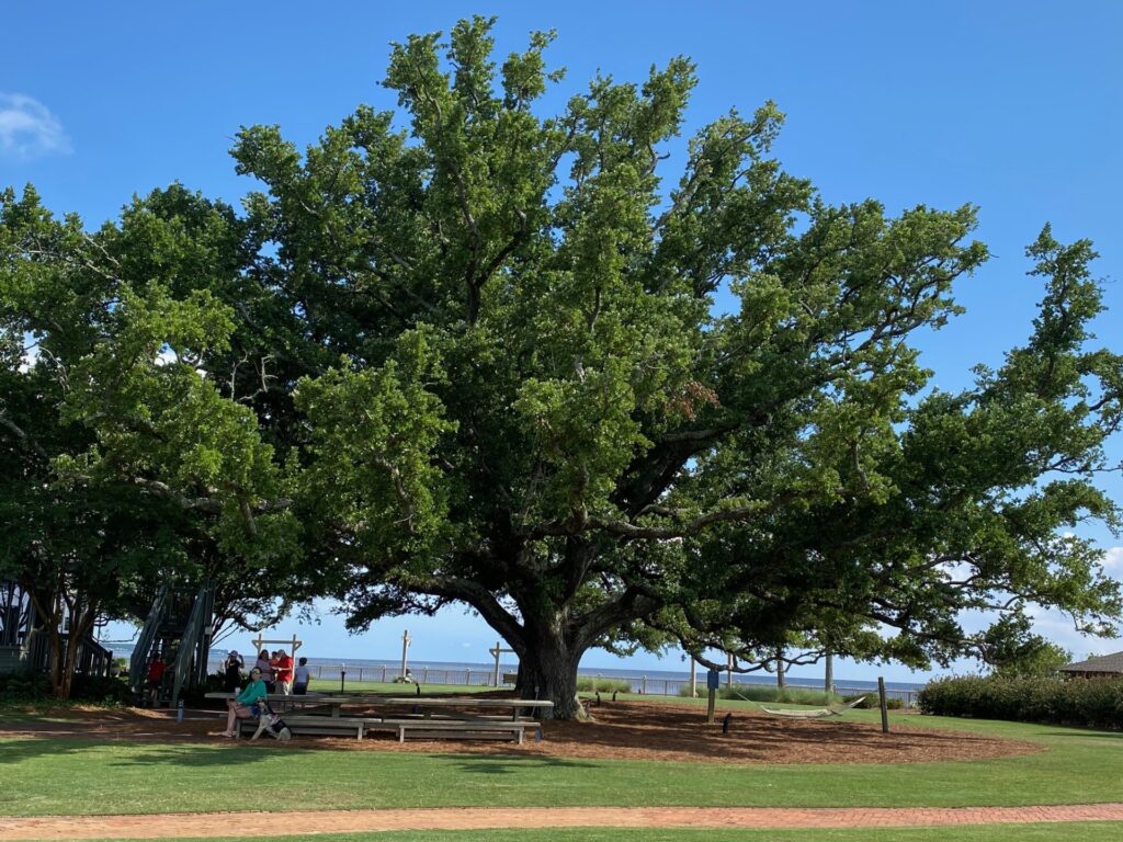Massive Oak Tree at the Grand Hotel Golf Resort & Spa.