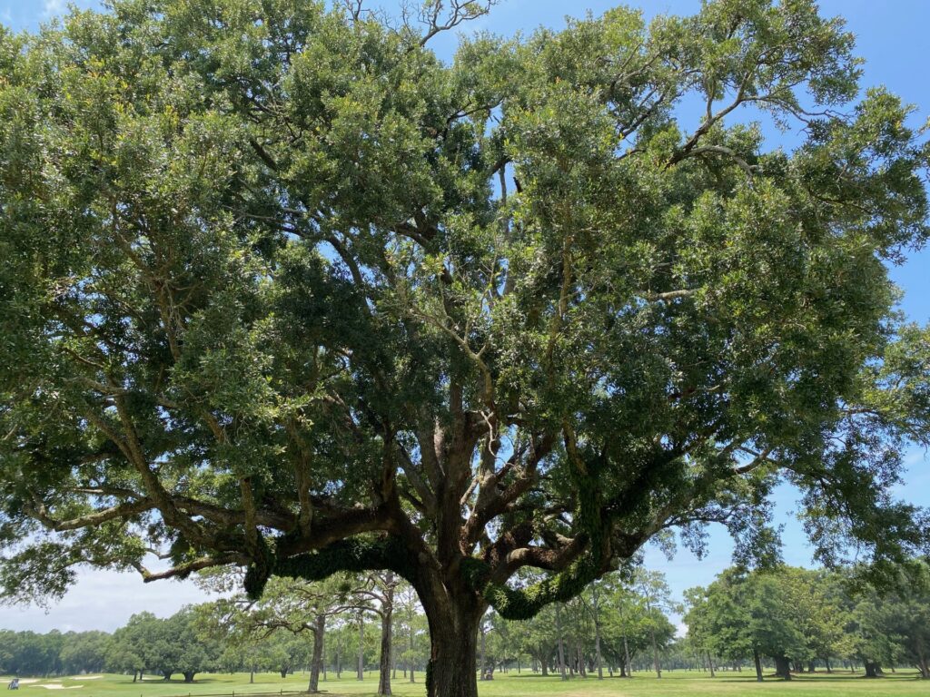 Grand Live Oak on the Azalea Golf Course