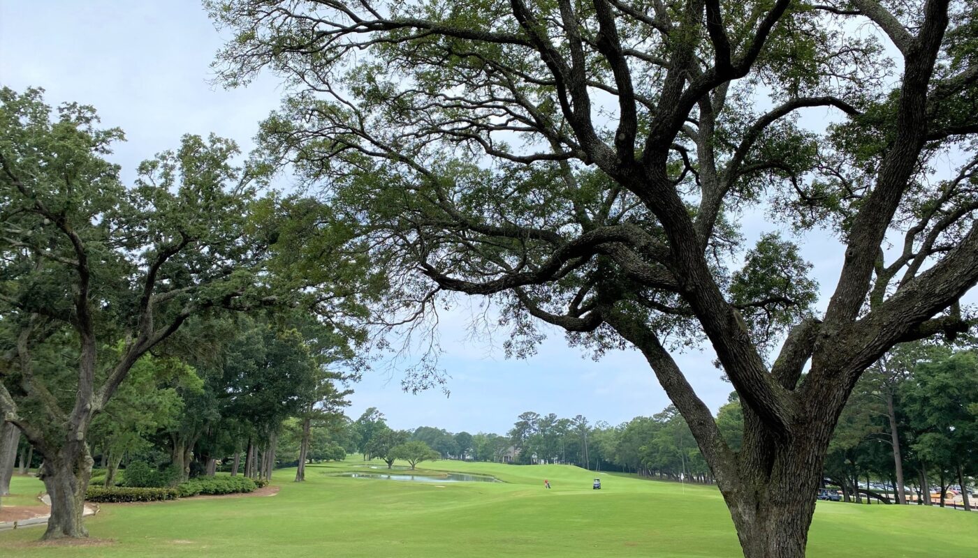 View down fairway with Live Oaks water and pines.