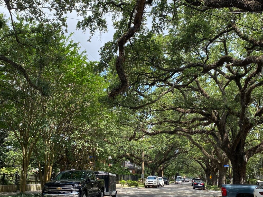 Canopy of LIve Oaks in the Garden District.