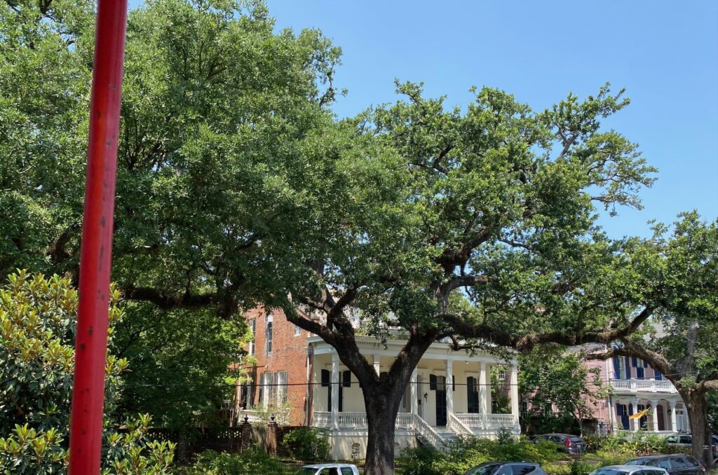 Scenic views of the Garden District from City Sightseeing bus.