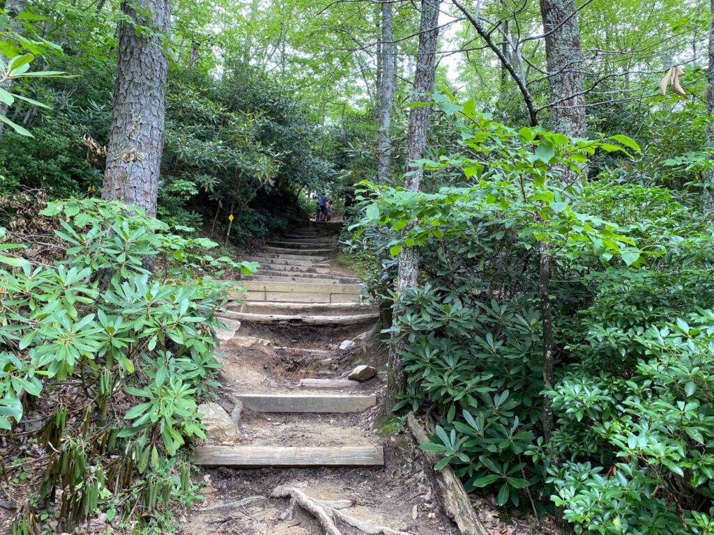 12:51PM fairly steep steps up through the rhododendron.