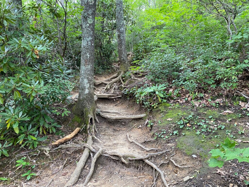 1:03PM Forget man-made steps. Here nature creates steps with the tree roots.