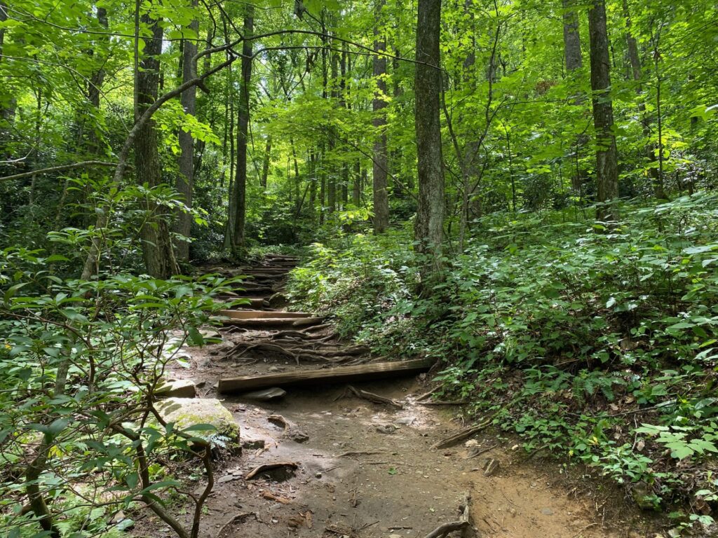 12:35PM notice the trail curving upwards. Also here the forest is very lush.