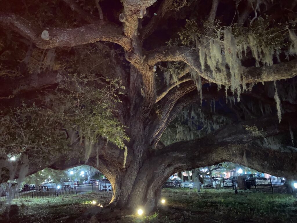 Barnoff Oak believed to be 300-500 years old.