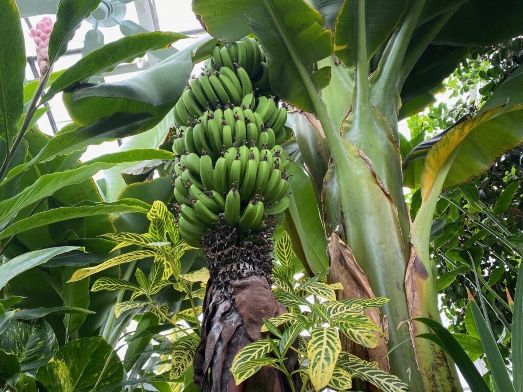 Even Bananas are found in the Conservatory